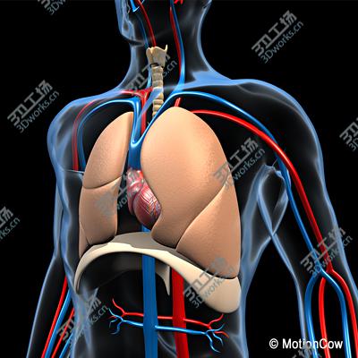 images/goods_img/2021040163/Human Respiratory System/2.jpg